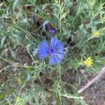 Centaurea sulphurea Hoja