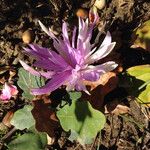 Colchicum bulbocodium Blüte