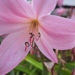 Crinum × powellii Flower