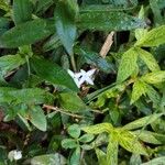 Diodia virginiana Flower