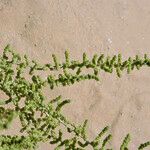 Salsola imbricata Blatt