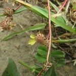 Trifolium glomeratum 花