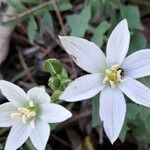 Ornithogalum gussonei Fleur