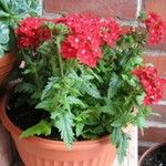 Verbena peruviana Flower