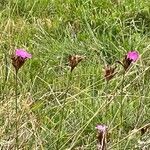 Dianthus carthusianorum Blodyn