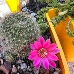 Rebutia minuscula Квітка