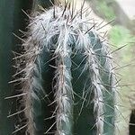 Pilosocereus leucocephalus Leaf