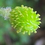 Ranunculus cortusifolius Fruit