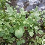 Nasturtium officinale Levél