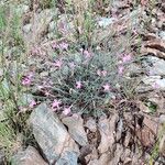 Dianthus lusitanus Habit