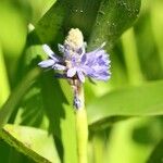 Pontederia cordata花