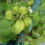 Cardiospermum grandiflorum Fruit