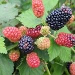 Rubus occidentalis 果實