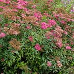 Spiraea japonica Alkat (teljes növény)