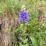 Aconitum napellusÕis