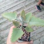 Kalanchoe beharensis Hoja