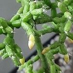 Rhipsalis cereuscula Flor