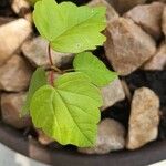 Acer glabrum Leaf