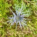 Eryngium bourgatiiVirág