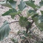 Datura wrightii Fruit