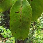 Eugenia mespiloides Leaf