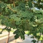 Vachellia nilotica Leaf