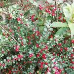 Cotoneaster horizontalis Gyümölcs