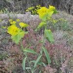Euphorbia serrata Frunză