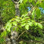 Fraxinus ornus Blatt