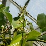 Nepenthes truncata Flower