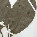 Ocotea amazonica Máis