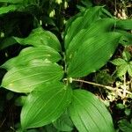 Polygonatum latifolium 葉