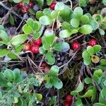 Arctostaphylos uva-ursi Fruto