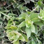 Leucospermum cordifolium Leaf