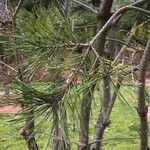 Pinus parviflora 葉