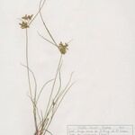 Cyperus flavescens Характер