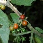 Solanum jamaicense Frutto