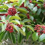 Ilex rotunda Fruit