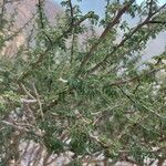 Vachellia tortilis 叶