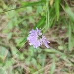 Knautia dipsacifoliaBlodyn