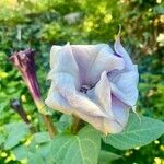 Datura metel Žiedas