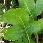 Cephalaria gigantea Leaf