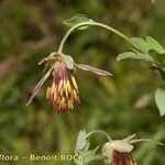 Thalictrum macrocarpum Gyümölcs