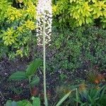 Eremurus robustus Plante entière