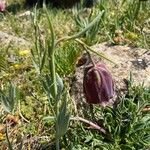 Fritillaria pyrenaica ᱥᱟᱠᱟᱢ