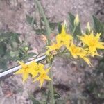 Solanum lycopersicum Fleur