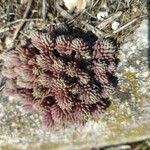 Sedum hispanicum Leaf