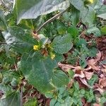 Synedrella nodiflora Лист
