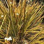 Carex elata Fuelha