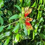 Alstroemeria psittacina Flor